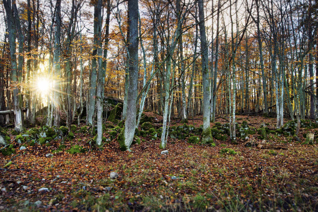 Miljöbild Eriksberg Hotel & Nature Reserve